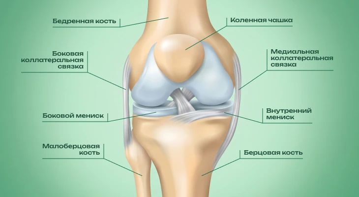 Строение коленного сустава